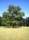 Blatná, zámecký park